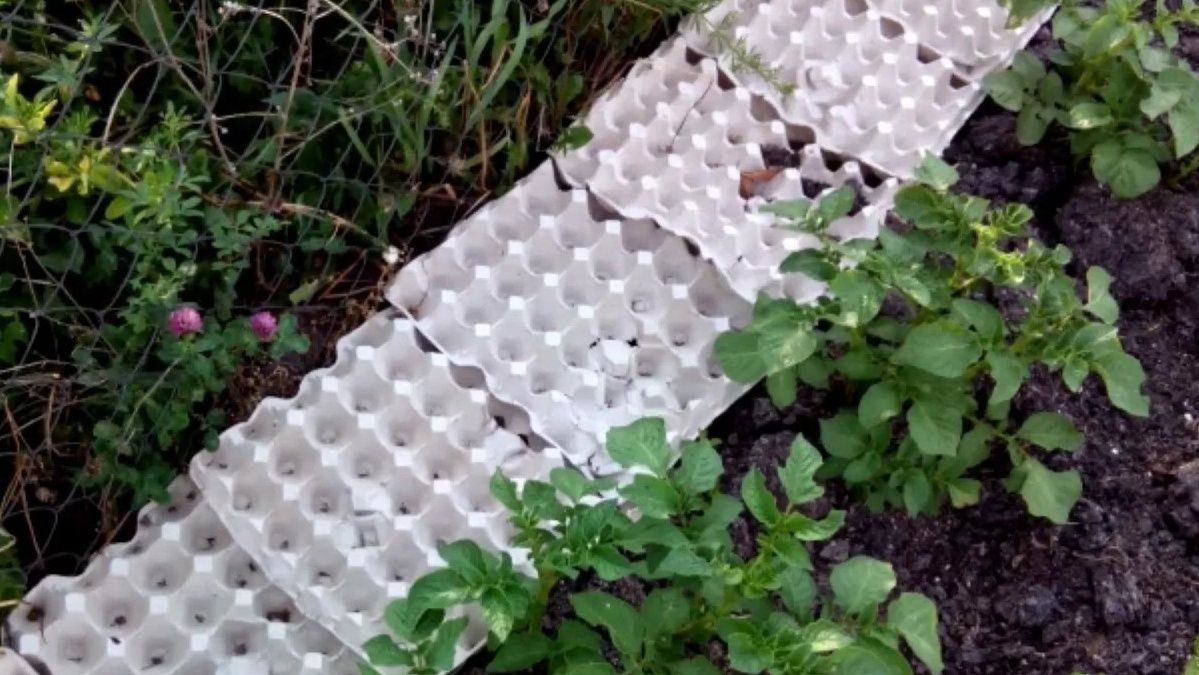 Эффективная защита картофеля: как яичные лотки помогают победить колорадского жука