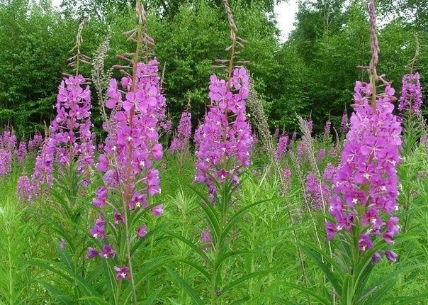 ��� ����� ����-���?