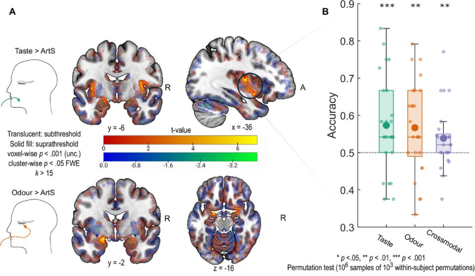 Как наш мозг формирует вкус: интересные открытия нейробиологов