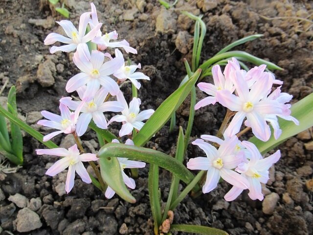 Впервые в апреле: весенние мелколуковичные первоцветы