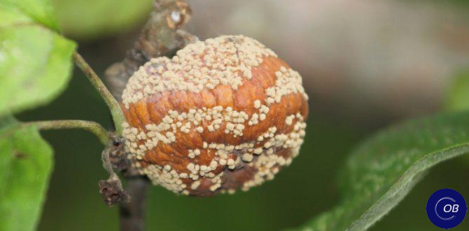 Как побороть монилиоз на яблонях: советы и методы борьбы с грибковыми заболеваниями