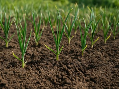 ������� ���� ����� �������: � ��� ������ �����?