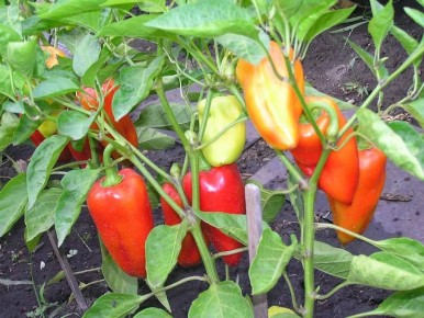 ����: ������� ��������� ����� �� �������