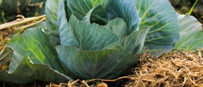 ��� ��������� ��������� �������: ������ ��� ���������