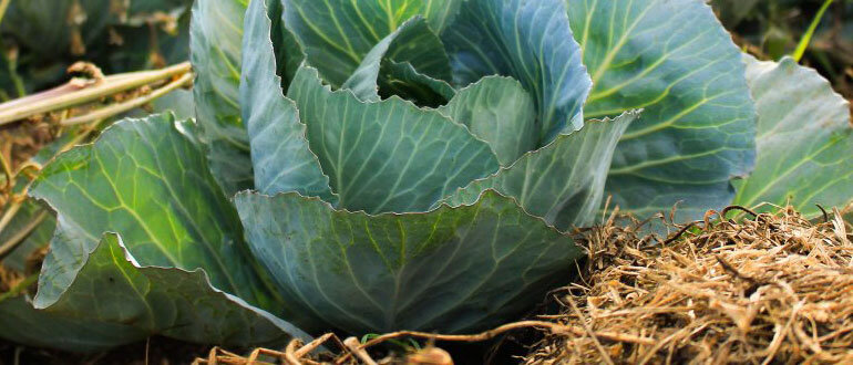 Как вырастить идеальную капусту: советы для садоводов