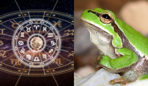 Какой вид лягушки соответствует вашему знаку Зодиака?
