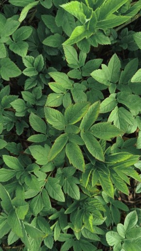 Как распознать и контролировать агрессивные растения на участке