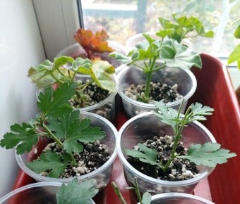 Осеннее черенкование: как сохранить любимые цветы до весны