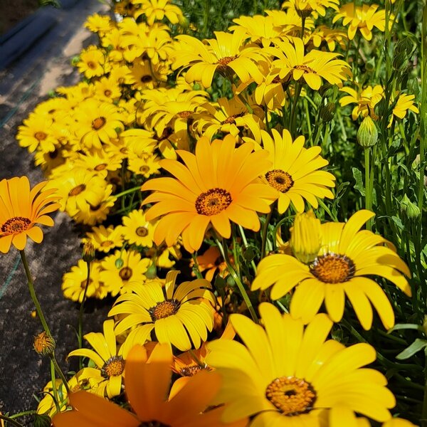 Как вырастить диморфотеку: советы и секреты для успешного цветения