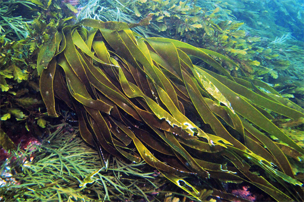 Морская капуста: польза, история и рецепты