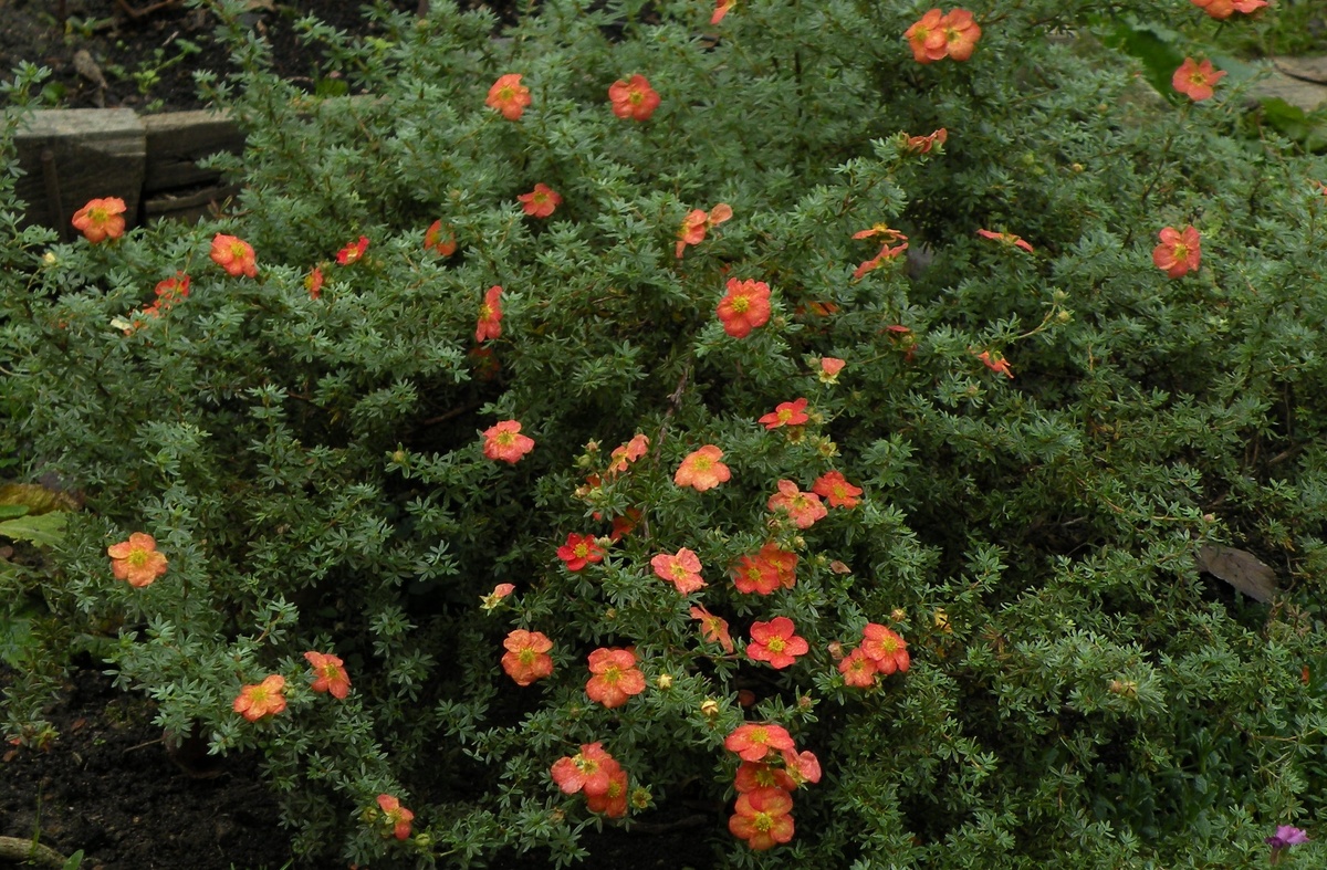 Как цветение лапчатки помогает разбить стереотипы о тени: история роста и превращения