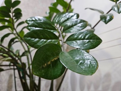 Мифы об аптечных препаратах для комнатных растений: что действительно помогает, а что вредит