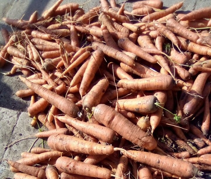 Как сохранить морковь в полиэтиленовых пакетах: спокойное объяснение и практические тонкости