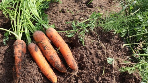 ��� ���������� ������� �������� � ������� ���: ������� ��������� � ���� � �������