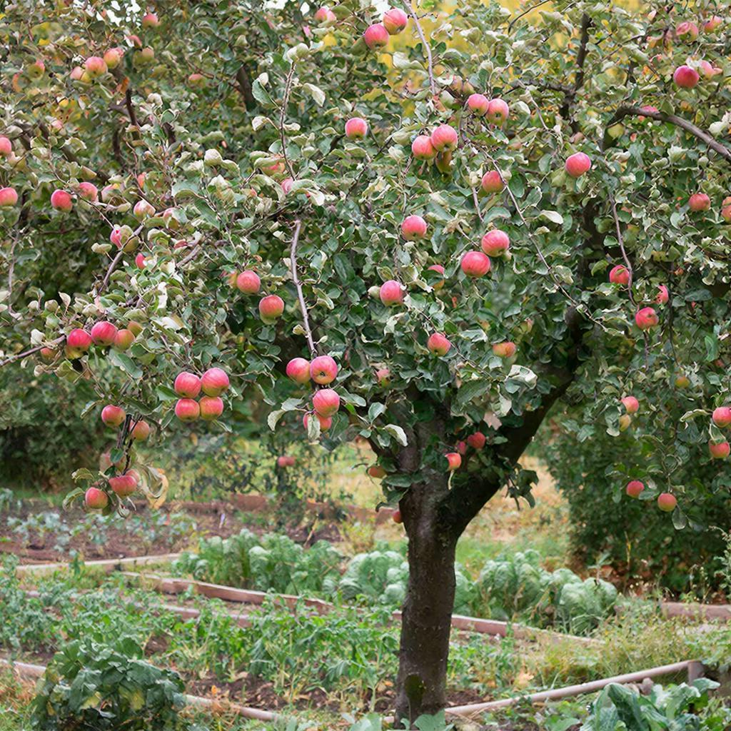Яблони-долгожители: как выбрать дерево, которое переживёт поколение за поколением