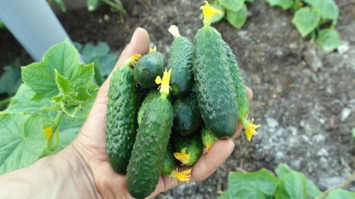 ��� ������� ���������� ������ �������: �������� �����, ������� ����� �����������