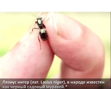 �������: ����� ������������� ������ ����