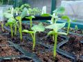 Как фитолампы спасают зимнюю рассаду от серых будней