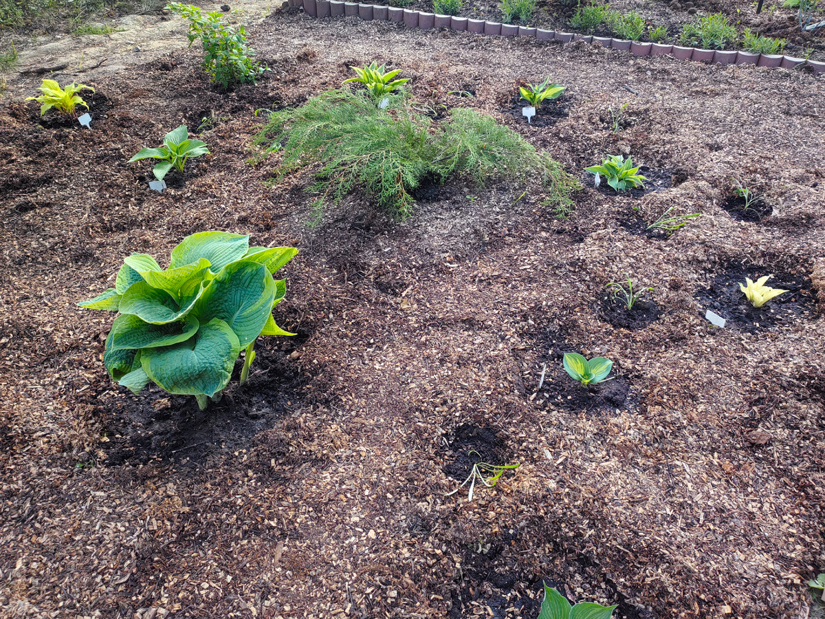 Создание красивого полутеневого цветника: решение с минимальным уходом