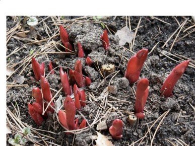 �������� ���� �� �������: ��� ���������� ������ ��������