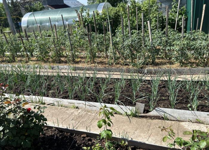 Советы по уходу за огородом в июле: как получить максимальный урожай