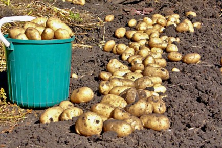 Пора выкапывать картофель: когда, как и в какие дни это лучше сделать