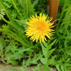 ��� �� �����������: ������������ �������� � �������