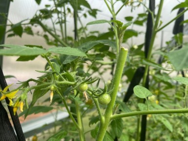 Почему важно вершковать томаты в августе?