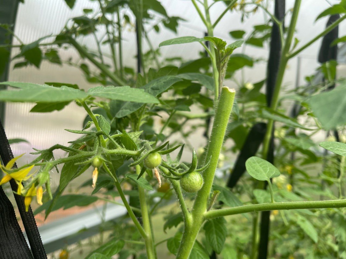 Почему важно вершковать томаты в августе?