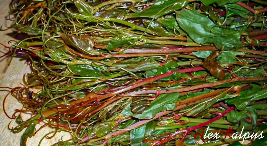 Экала: скрытые сокровища грузинской кухни в рецепте пхали