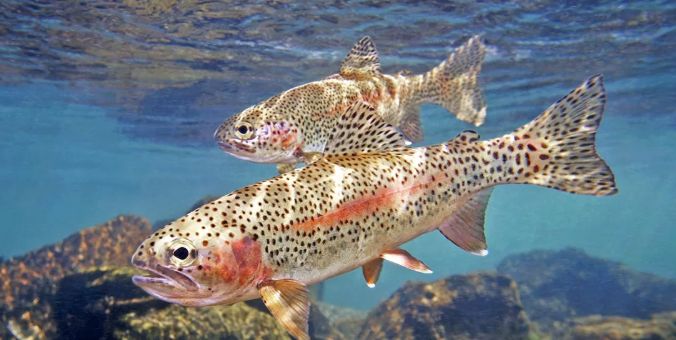 ������ � ����������: ���������� ������ ��� ������������ �����