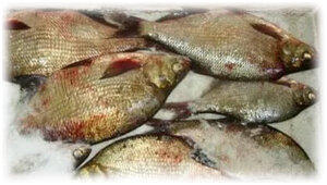 Простые секреты засолки леща: полезные советы