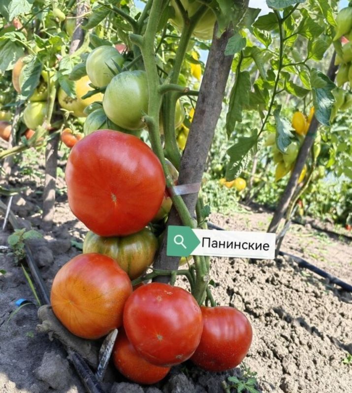 ������� ����� ������� � ������ ��� ������ �������