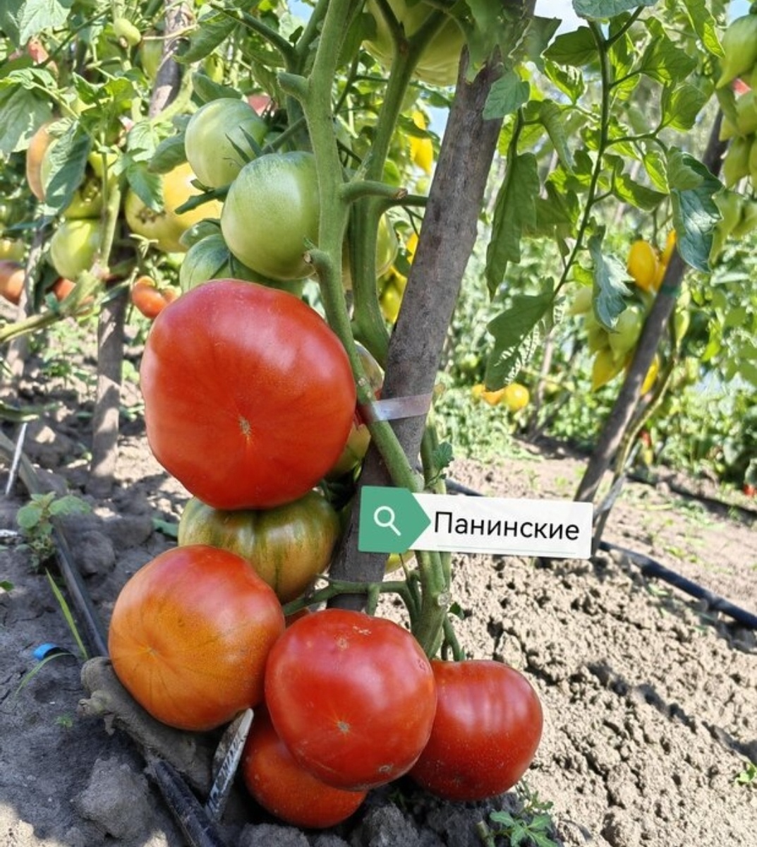 Ассорти семян томатов и перцев для вашего огорода