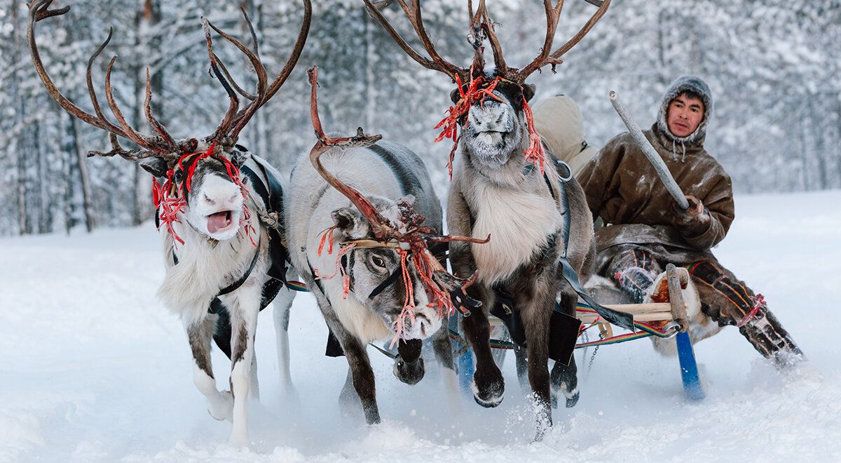 Кулинарные традиции северных народов: от оленины до ягодных ритуалов