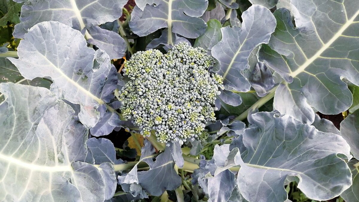 Как приготовить вкусный ужин с брокколи за 30 минут