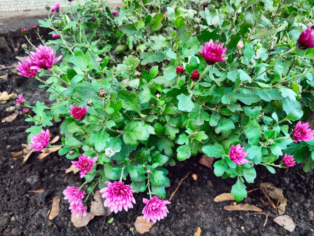 Зимние вкусности: меню на декабрьские дни