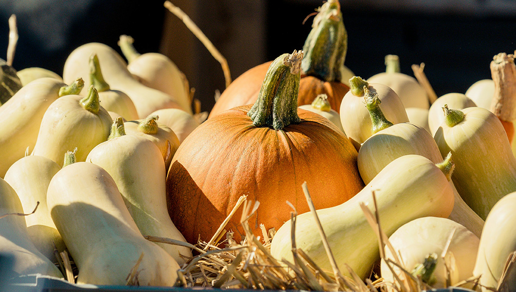 Тыква в вашем меню: секреты выбора и вкусные рецепты