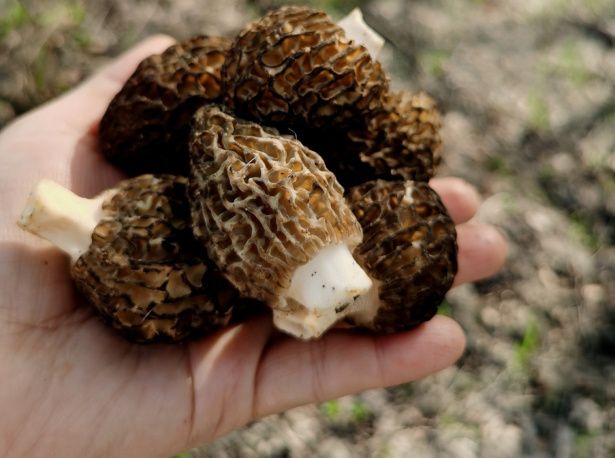 Скоро в лесах Самарской области: ждем грибной бум с первыми листьями березы