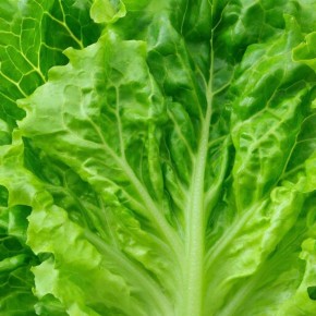 Зимний салат: от теплиц до нашего стола