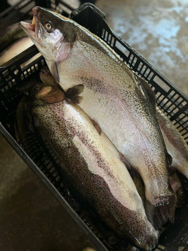 ������ ������ �� ������: ������ �������� ��������� �������������