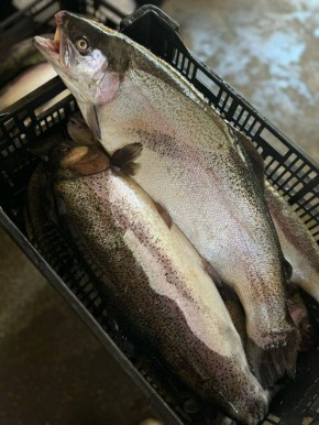 ������ ������ �� ������: ������ �������� ��������� �������������