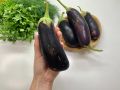 Баклажаны по-новому: как варить, чтобы закуска была еще вкуснее