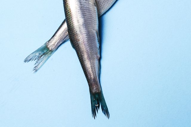 Производство рыбной муки в России выросло на 9,9% в январе 2026 года