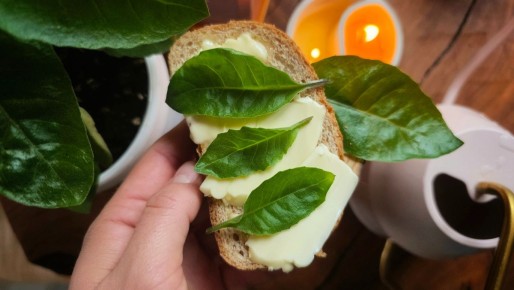 Шпинат долголетия: секреты выращивания и польза джинуры прокумбенс