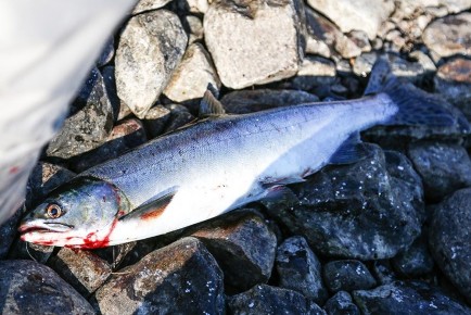 Возрождение онежского лосося: новые перспективы для экологии и рыбалки