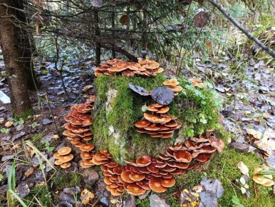 Грибы: полезный деликатес или угроза для здоровья?