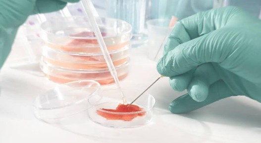 Швейцария на пороге кулинарной революции: мясо из лаборатории