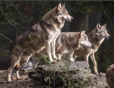 Сила дружбы: Притча о волках и охотниках