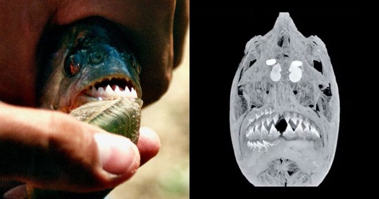 ������� ���������� ����